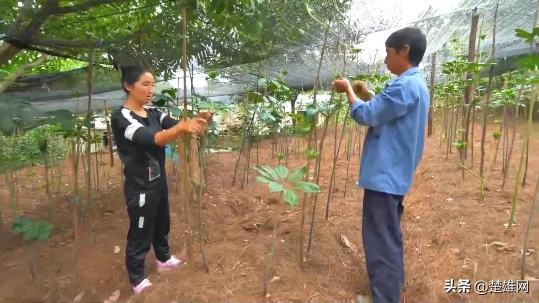 楚雄彝族自治州农业局最新发展规划深度研究