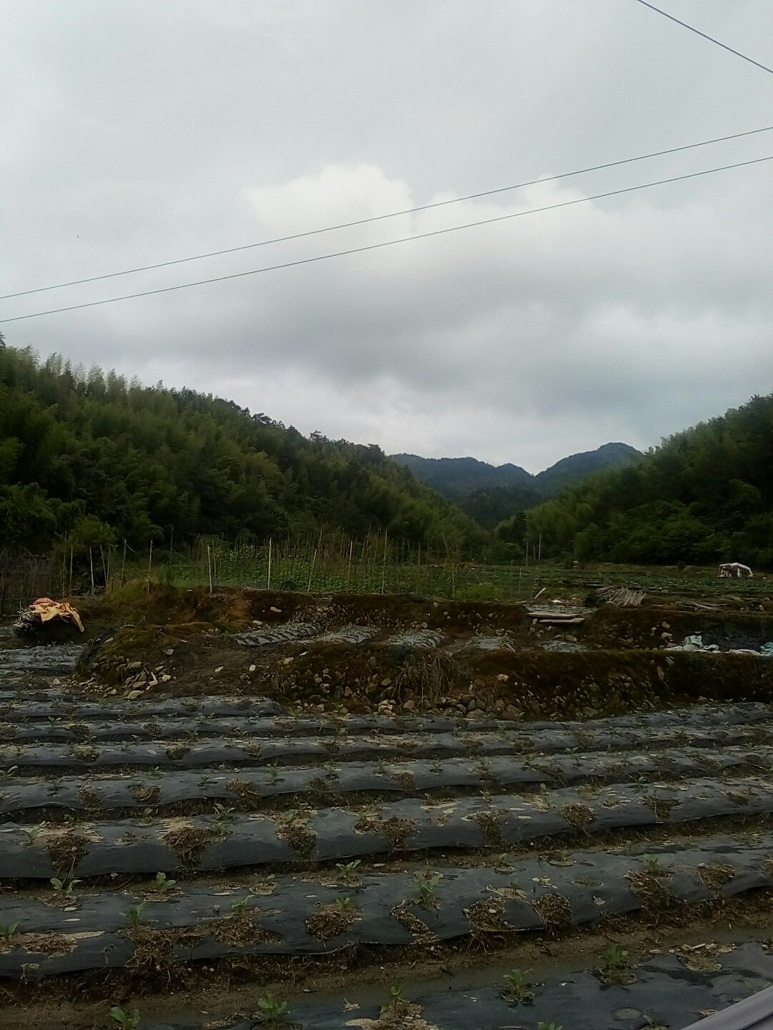 双峰村天气预报更新通知